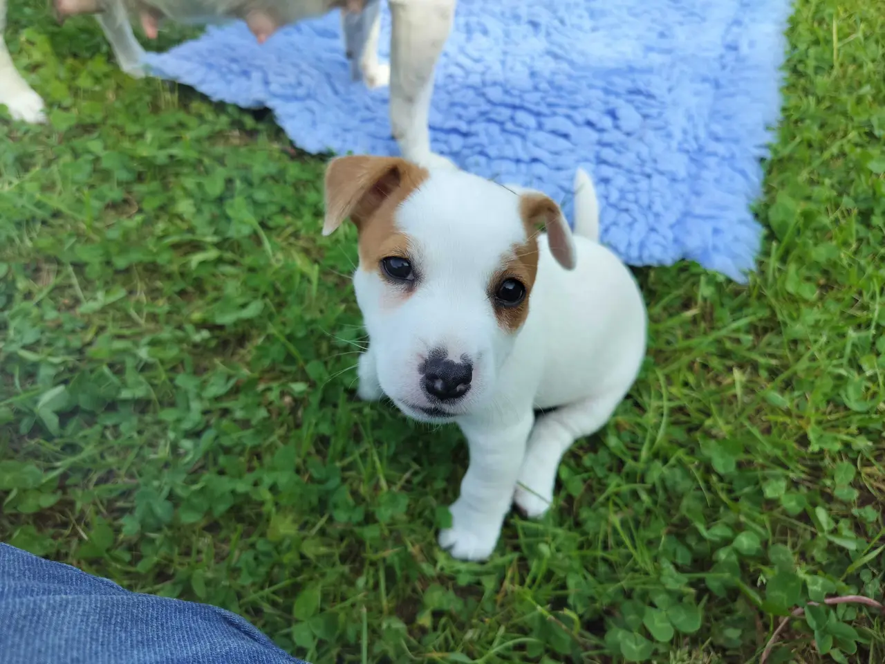 Billede 5 - Jack Russell hvalpe