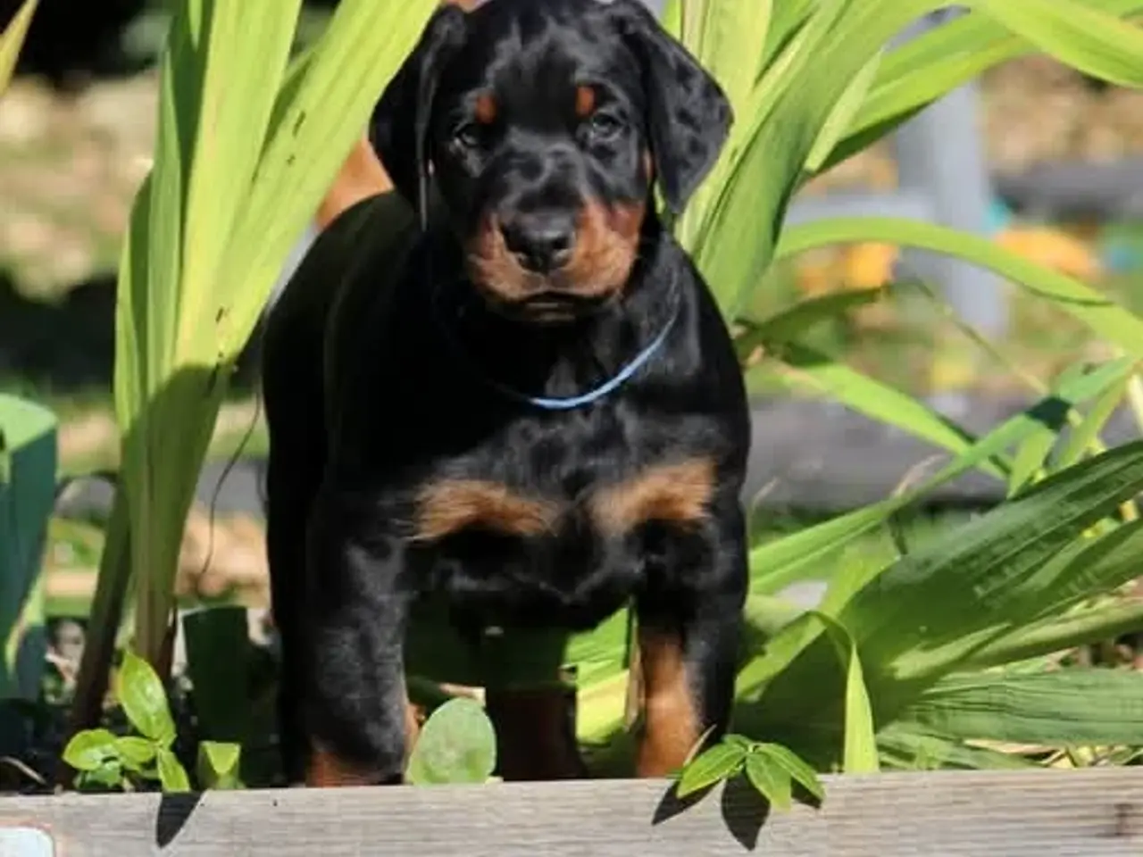 Billede 9 - Dobermann hvalpe i top klasse