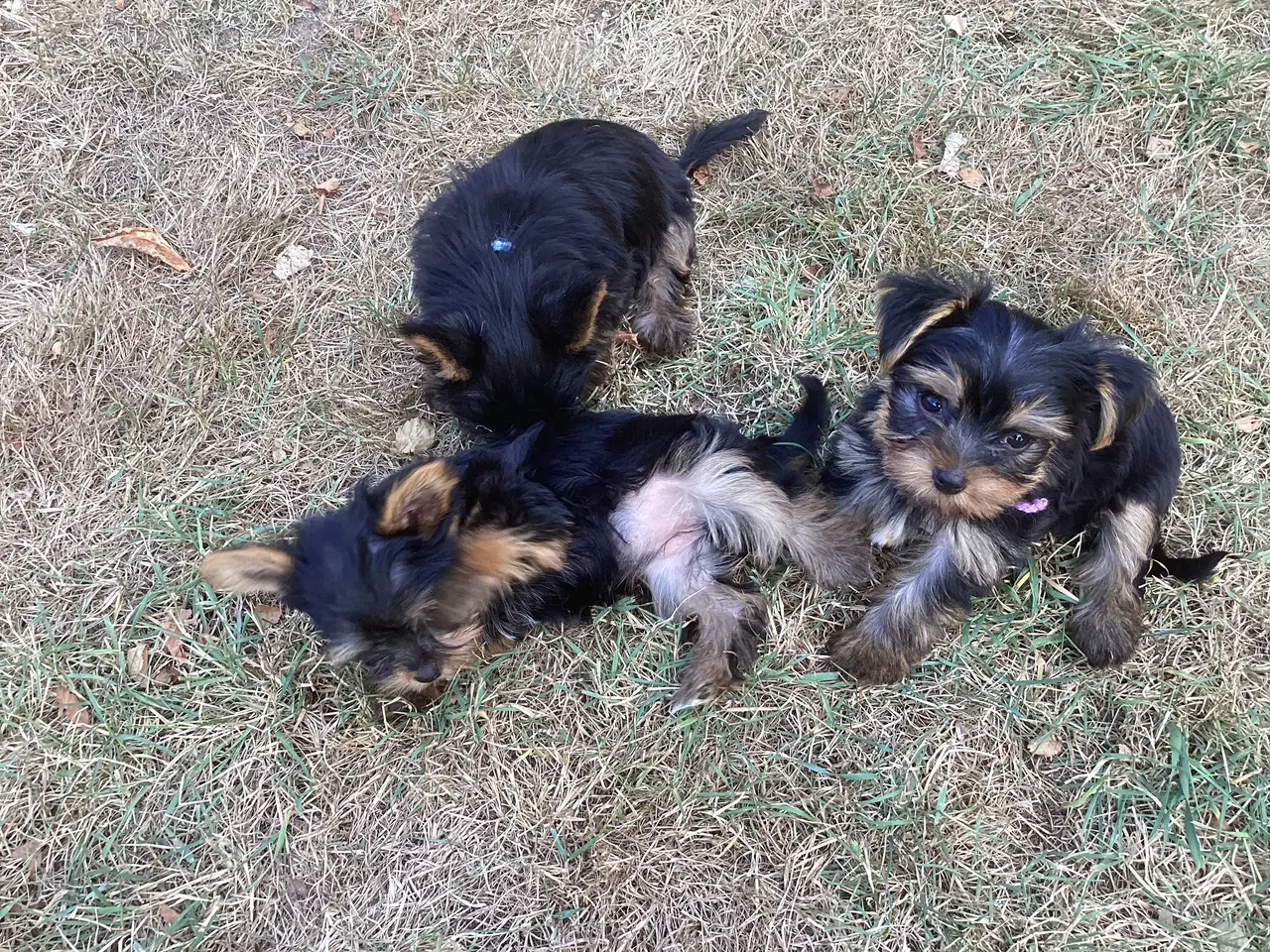 Billede 10 - Yorkshire terrier hvalpe