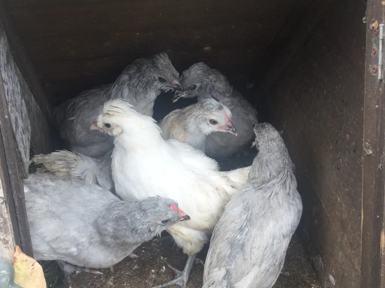 Billede 2 - Engelsk Araucana