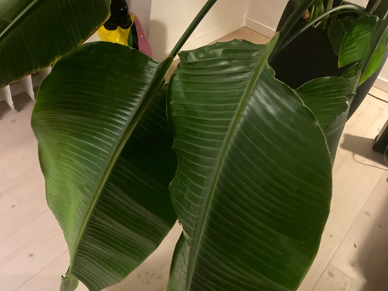 Billede 2 - paradisfugleblomst strelitzia