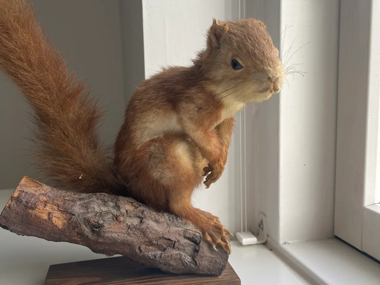 Billede 1 - Udstoppede egern 🐿️ 