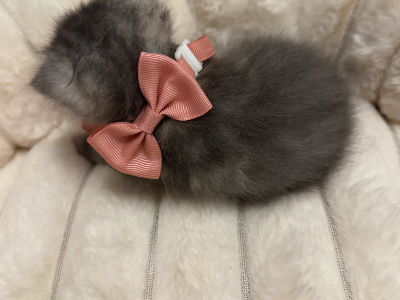 Billede 13 - Unikkeste British Shorthair Killinger til Salg