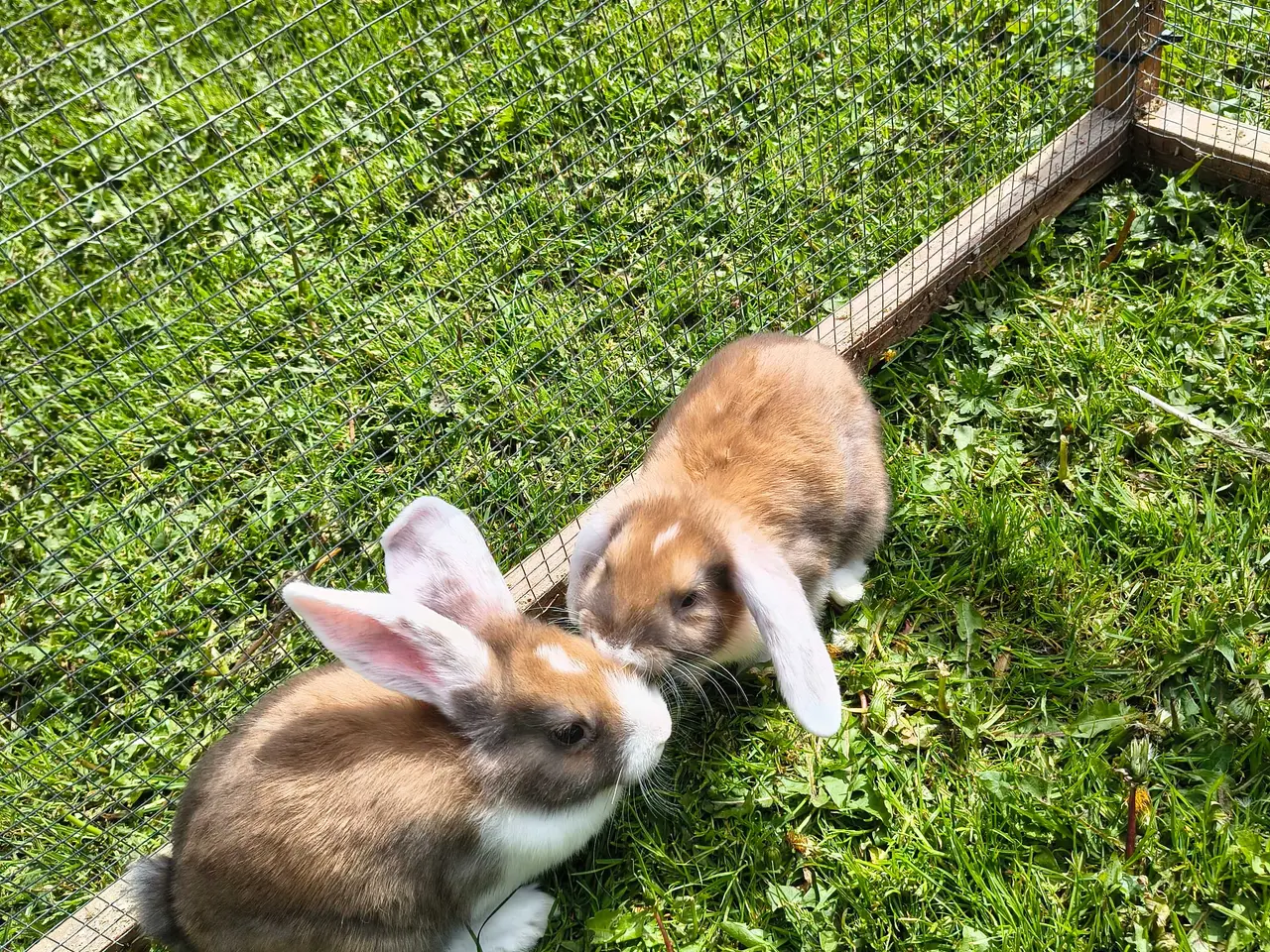 Billede 4 - Dværg vædder/Mini lop