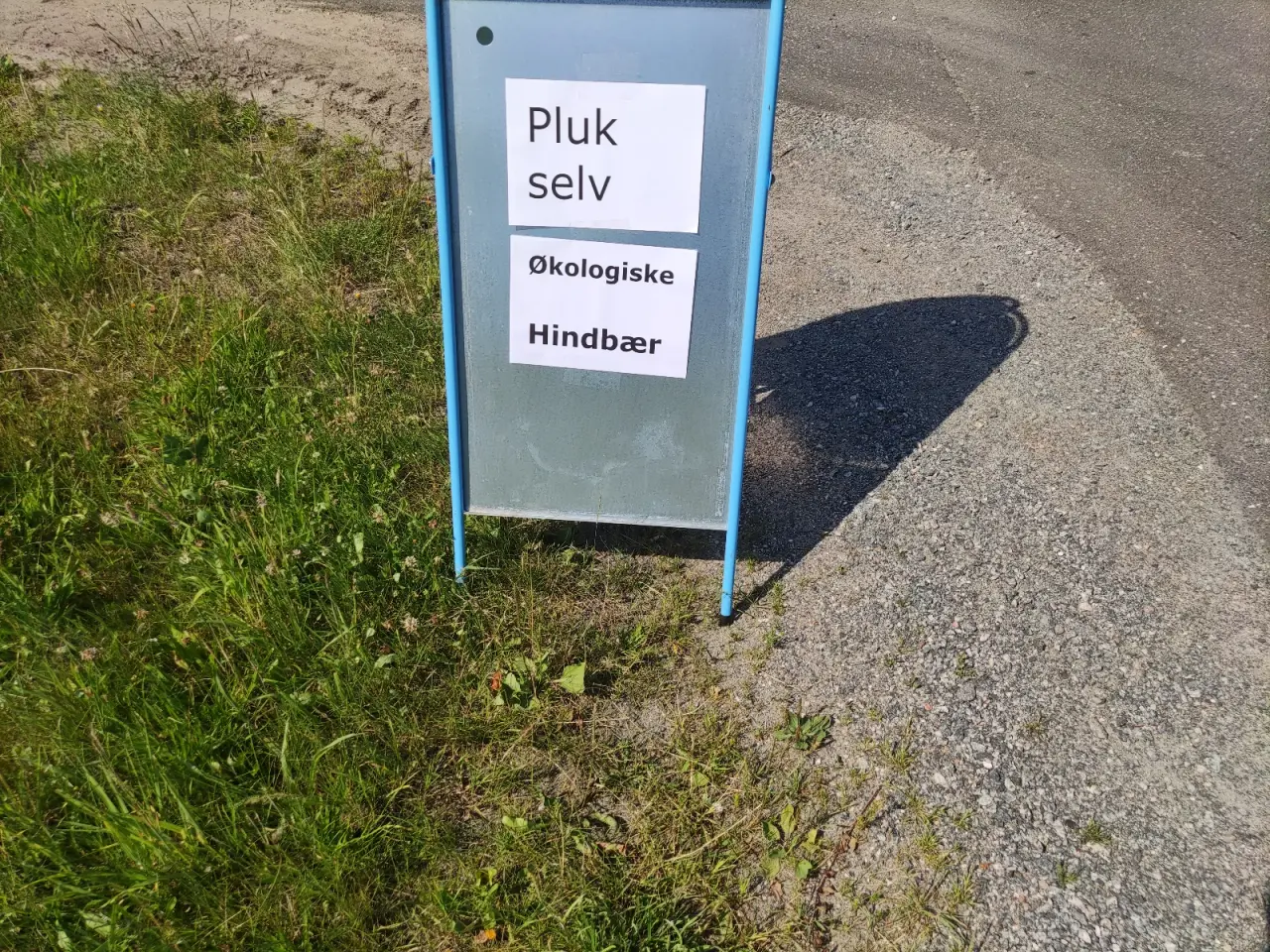Billede 19 - Blåbær salg og Pluk Selv