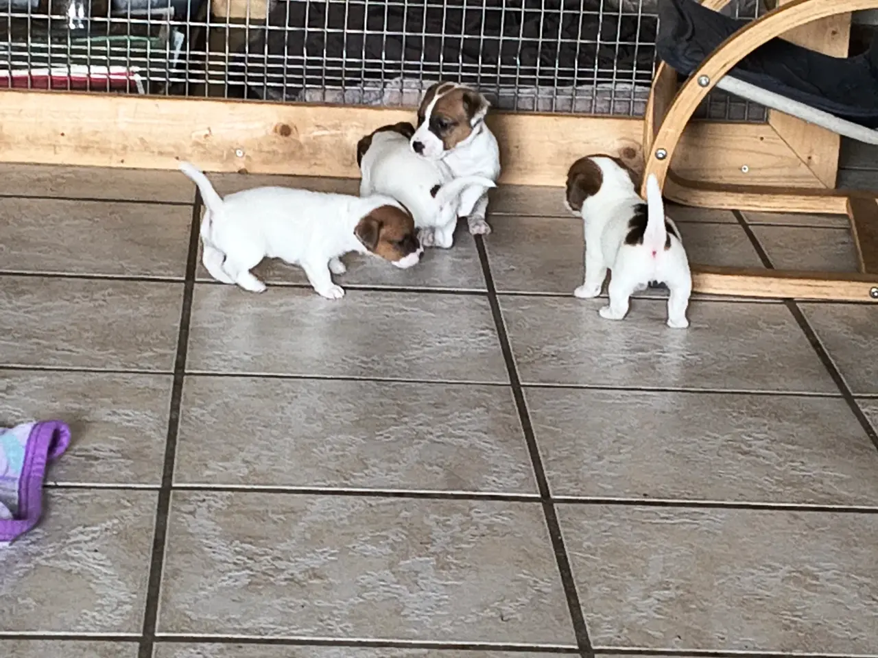 Billede 11 - Lækker Jack Russell Terrier hvalpe 