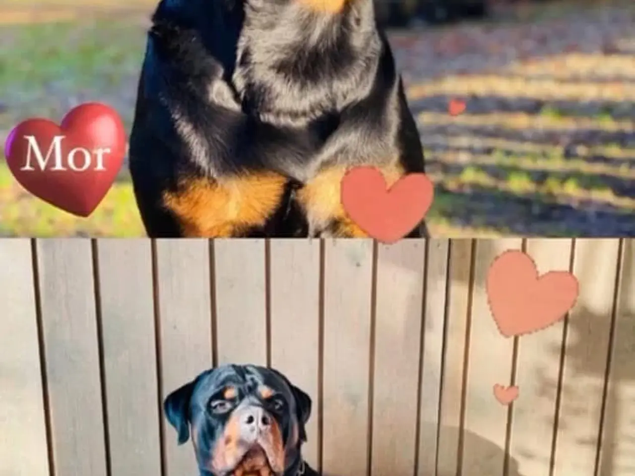 Billede 7 - Rottweiler hvalpe 🐶