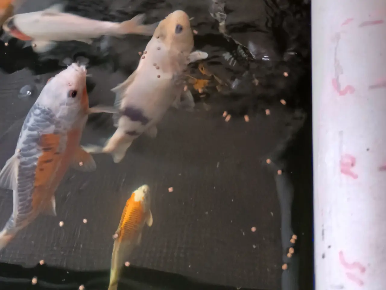 Billede 1 - Koi Karper
