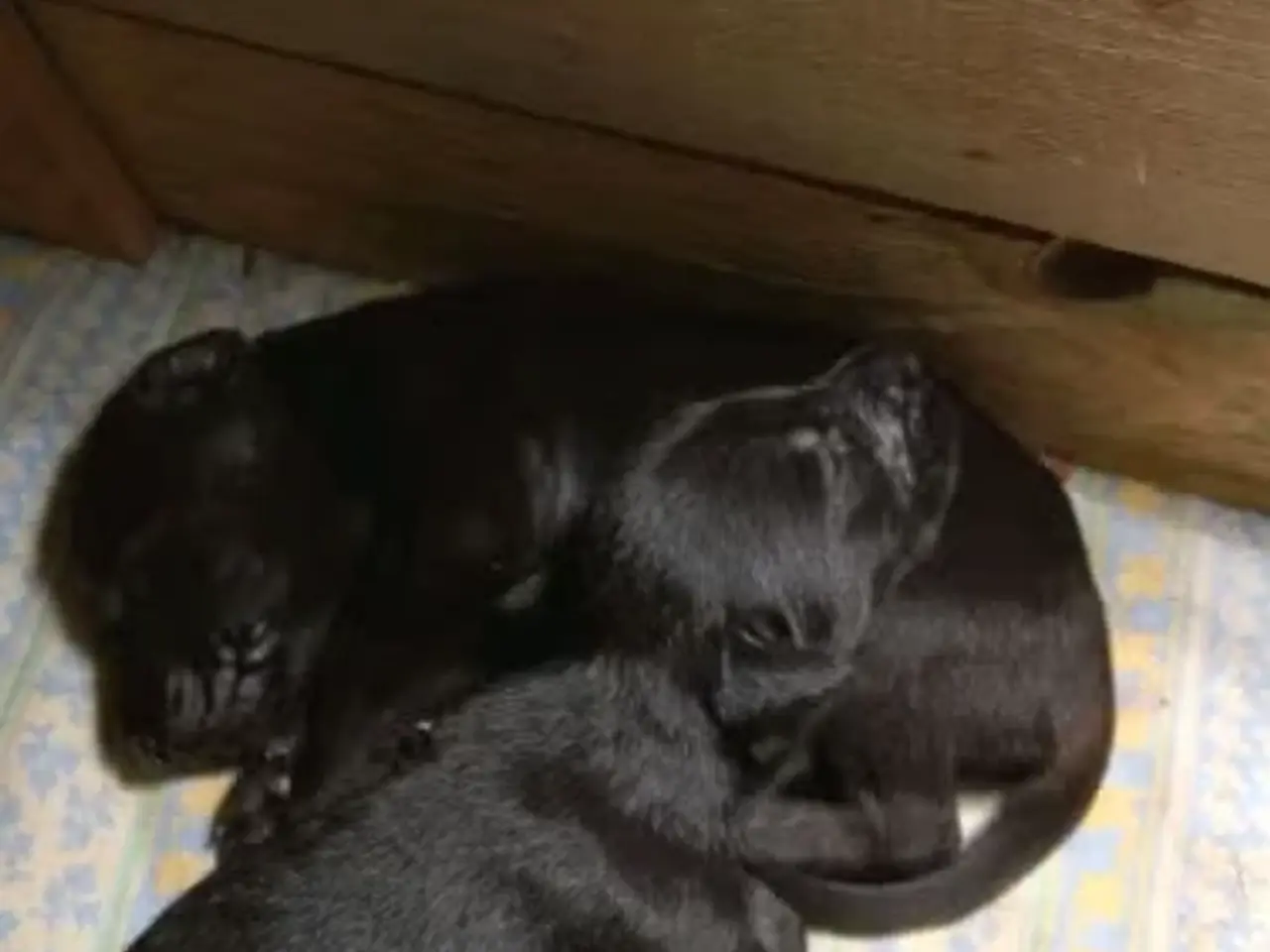 Billede 10 - 2 søde og aktive Dobermann blandingshvalpe