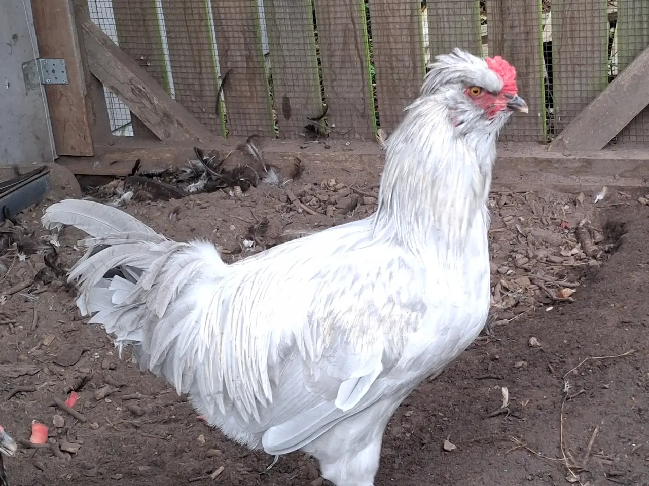 Billede 1 - Stor flot Araucana hane