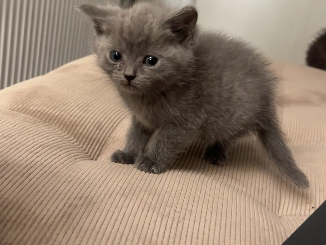Billede 4 - 4 British shorthair søger ny familie