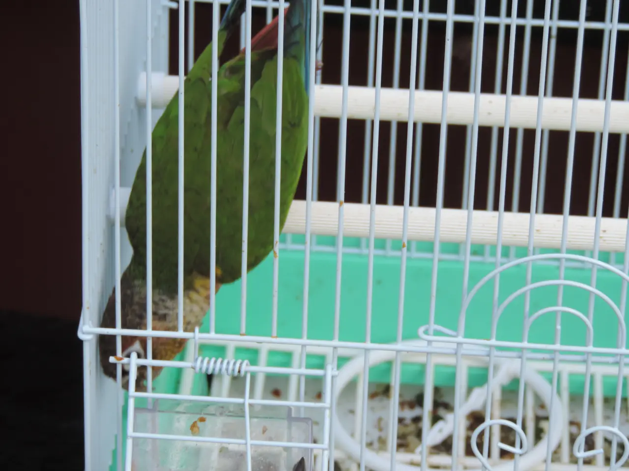Billede 1 - Conure unge i mutation