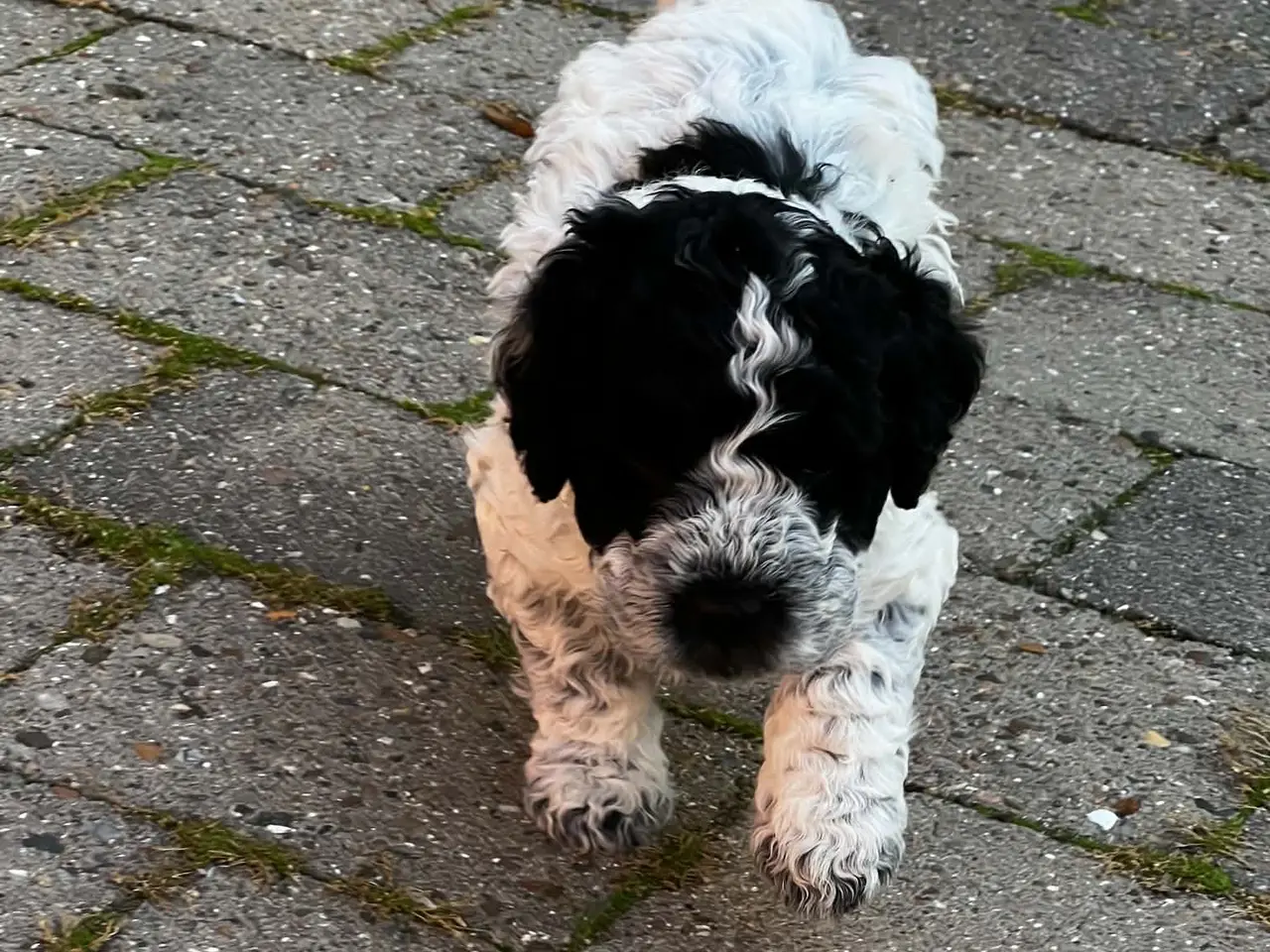 Billede 3 - Spansk Vandhunde hvalpe