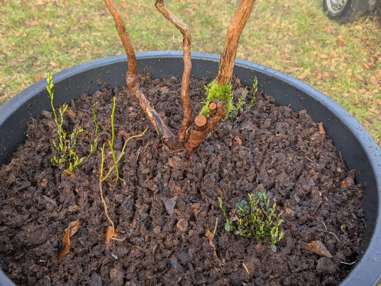 Billede 2 - Blåbær Plante