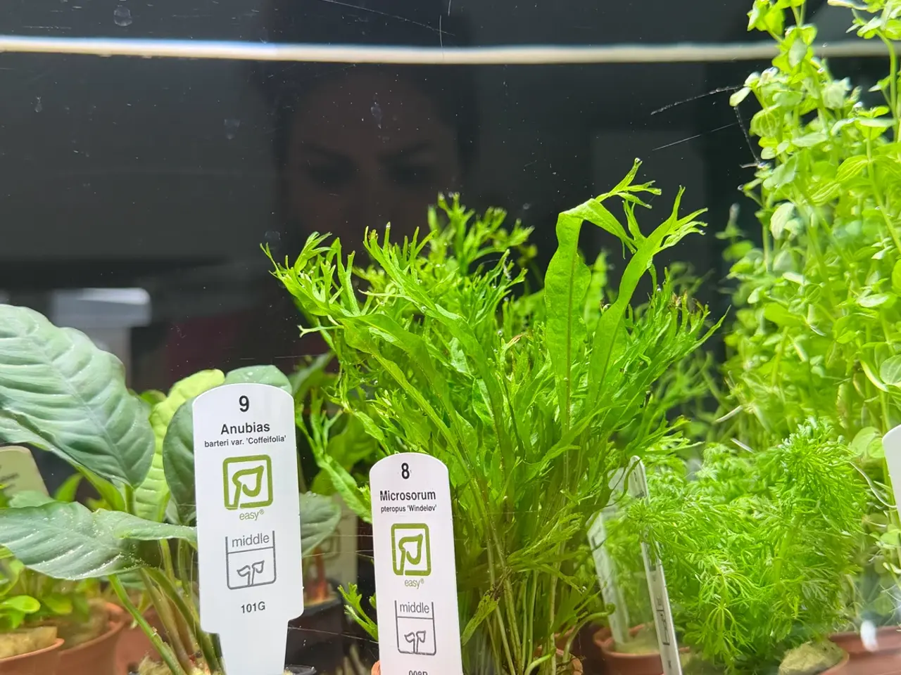 Billede 6 - Mange flere akvarie planter