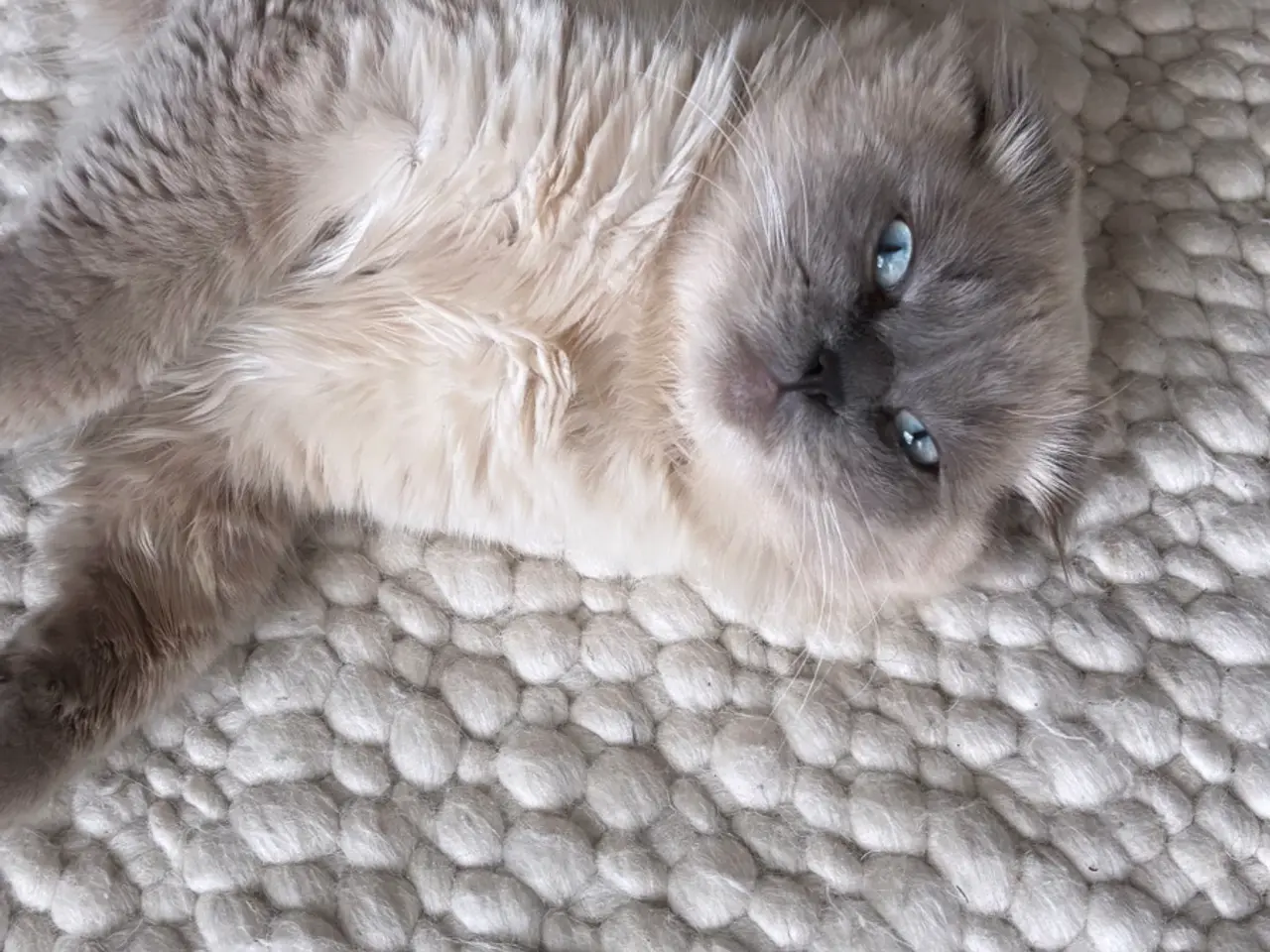 Billede 8 - British short hair& Scottish fold long hair silver