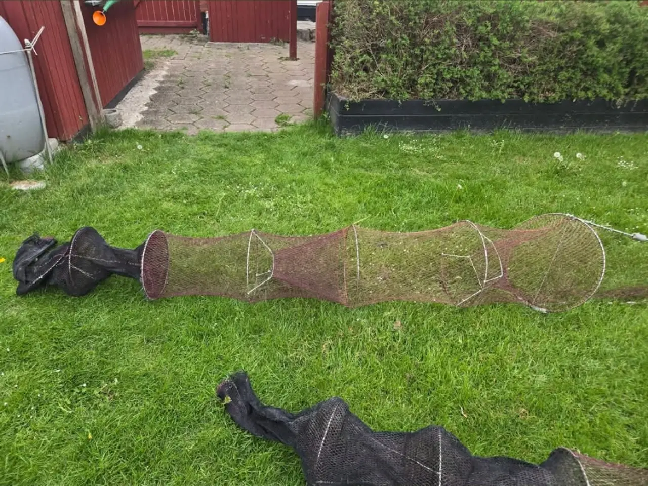 Billede 4 - 2 store ål roser til salg 1000kr