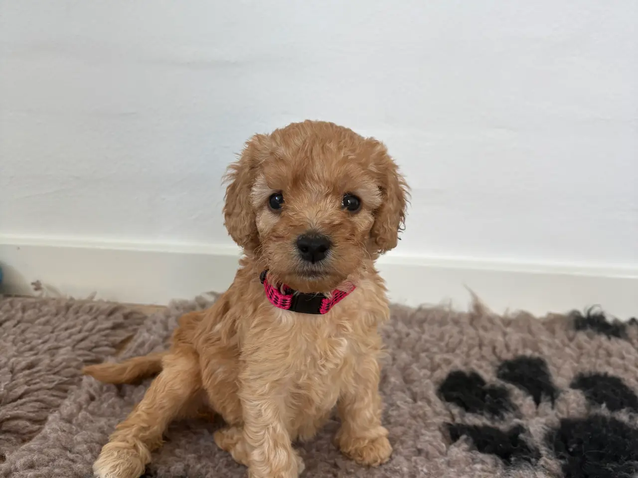 Billede 3 - Doodle hundehvalpe til salg🐶