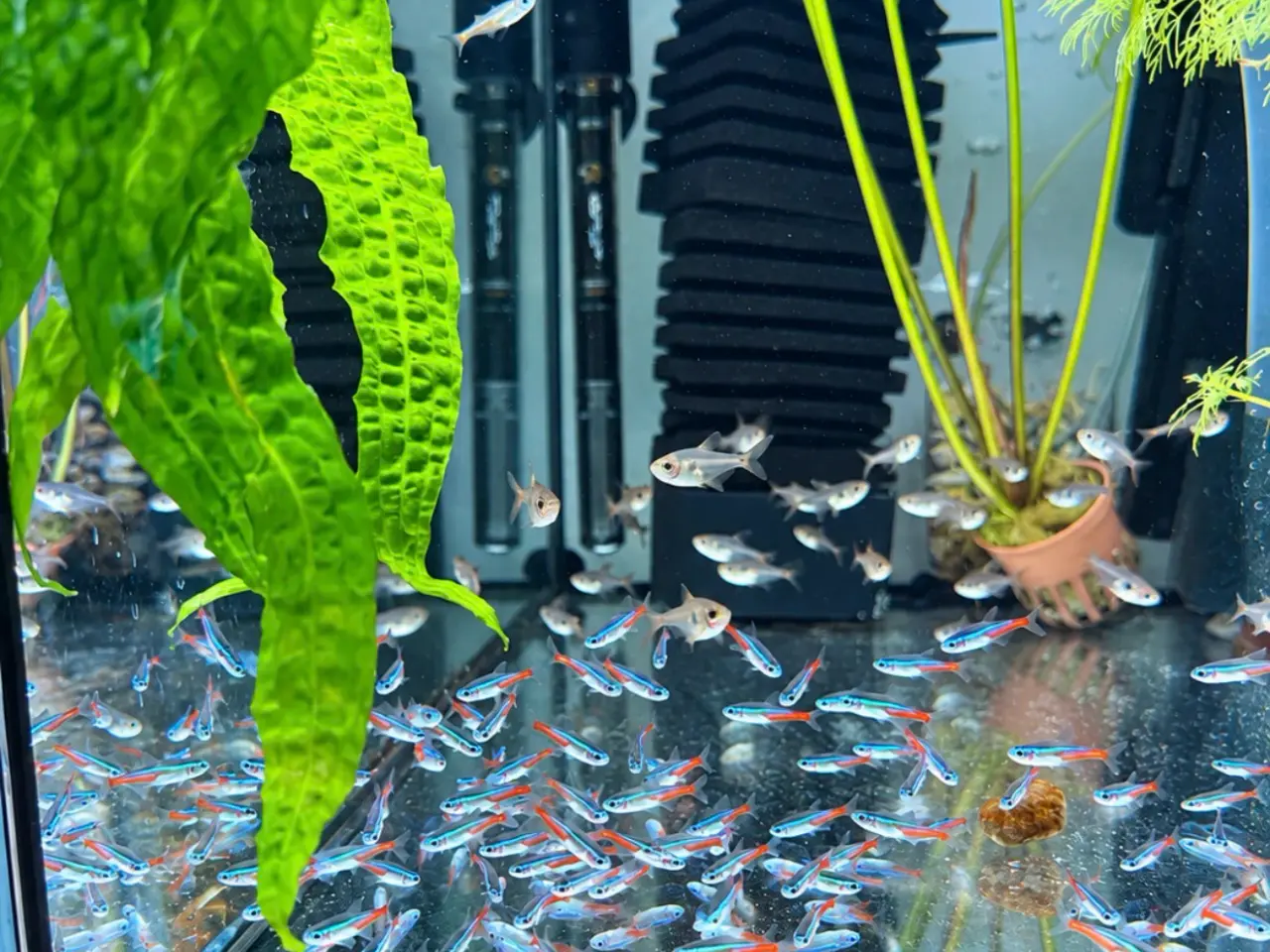 Billede 5 - Super flotte Neon Tetra