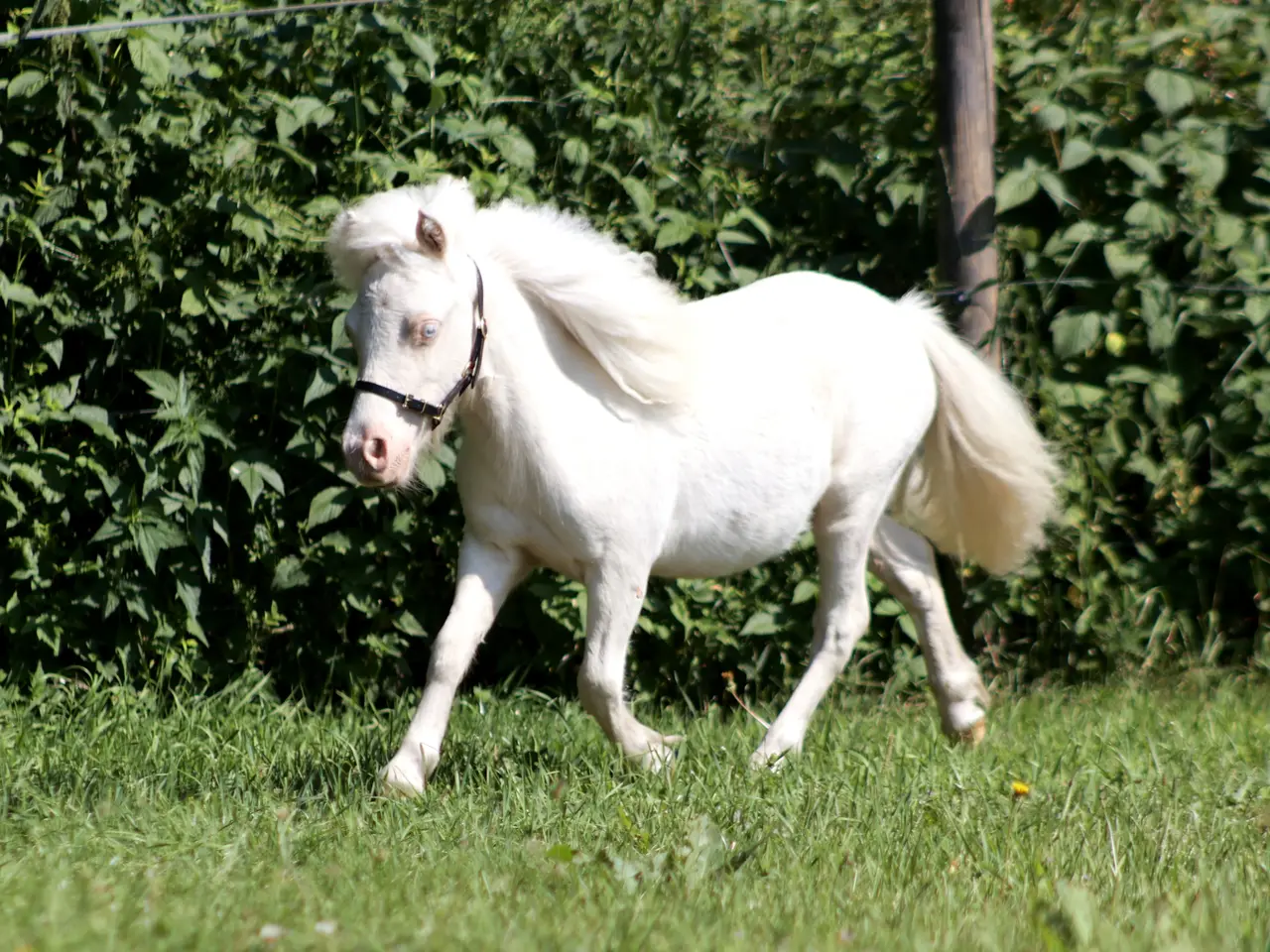 Billede 5 - 1 års vallak