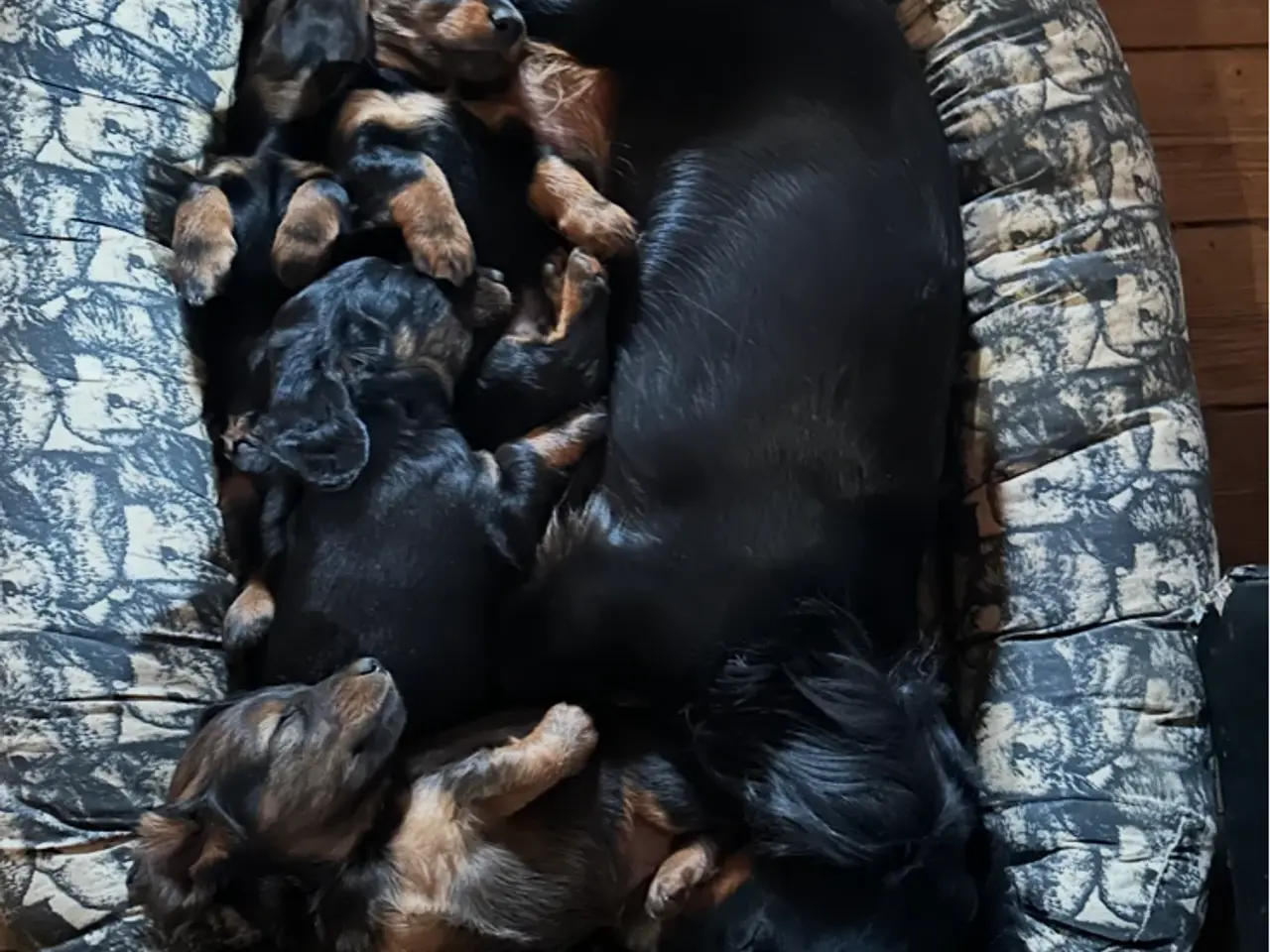 Billede 10 - Gravhunde standard