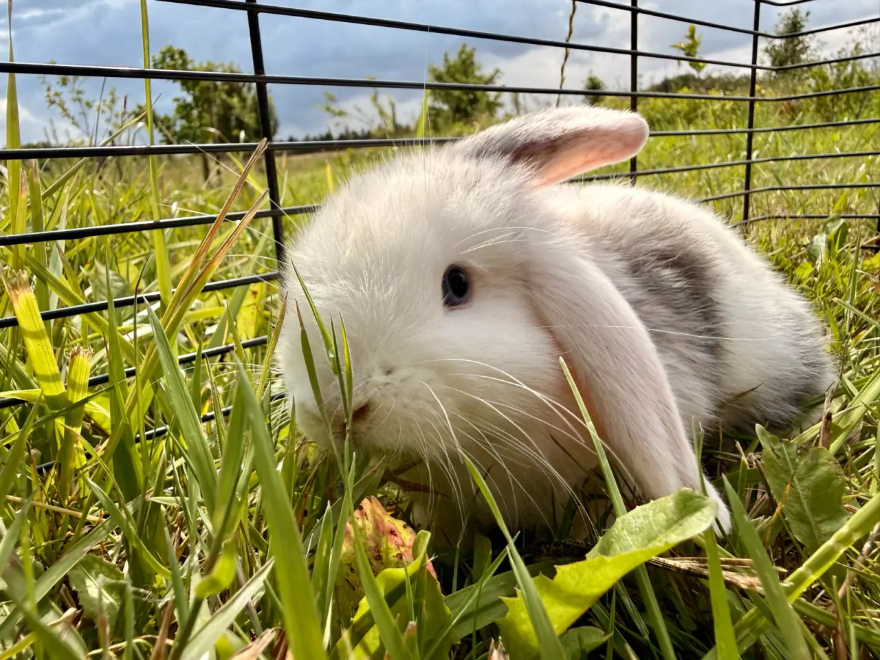 Billede 1 - Mini Lop kaninunge på 8 uger
