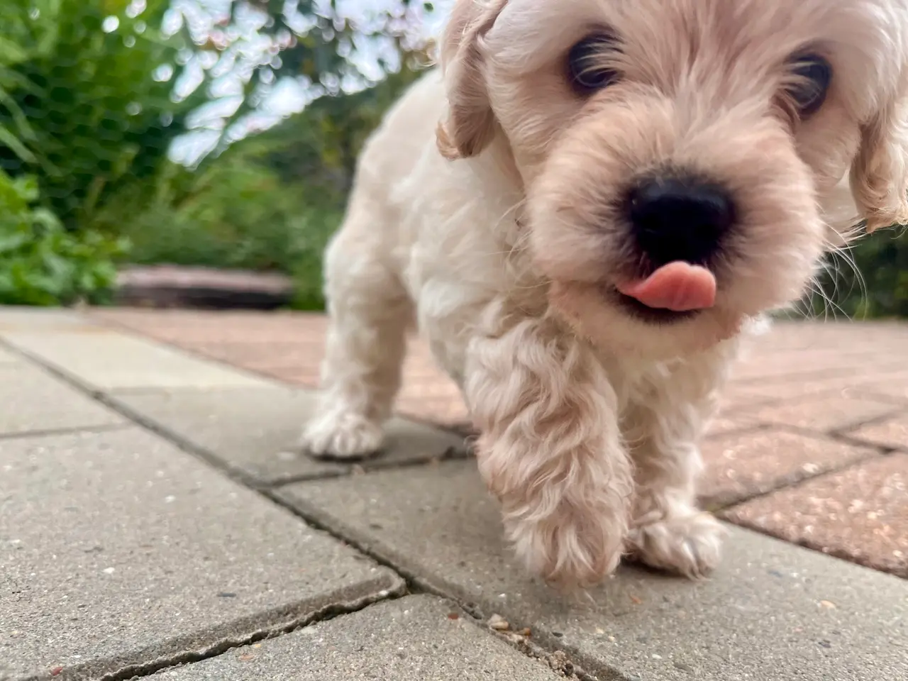 Billede 4 - ✨ Cavapoo-hvalpe søger et kærligt hjem ✨
