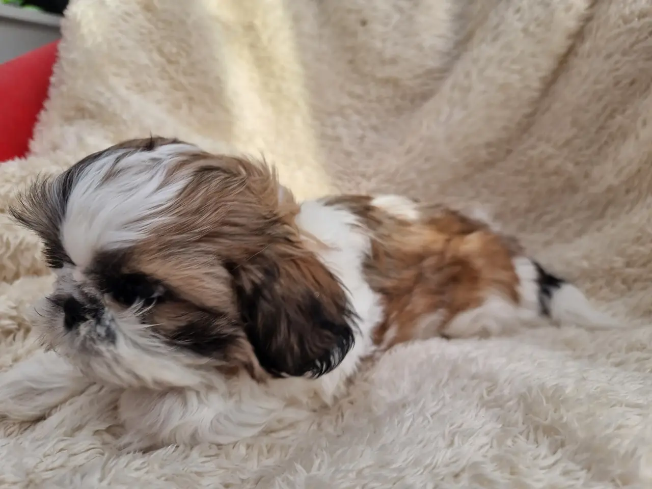 Billede 2 - Shih tzu hvalpe 