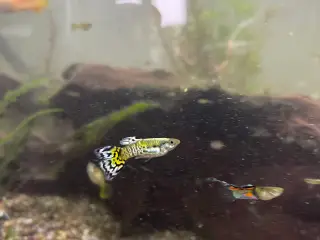 Guppy yngel og voksne fisk