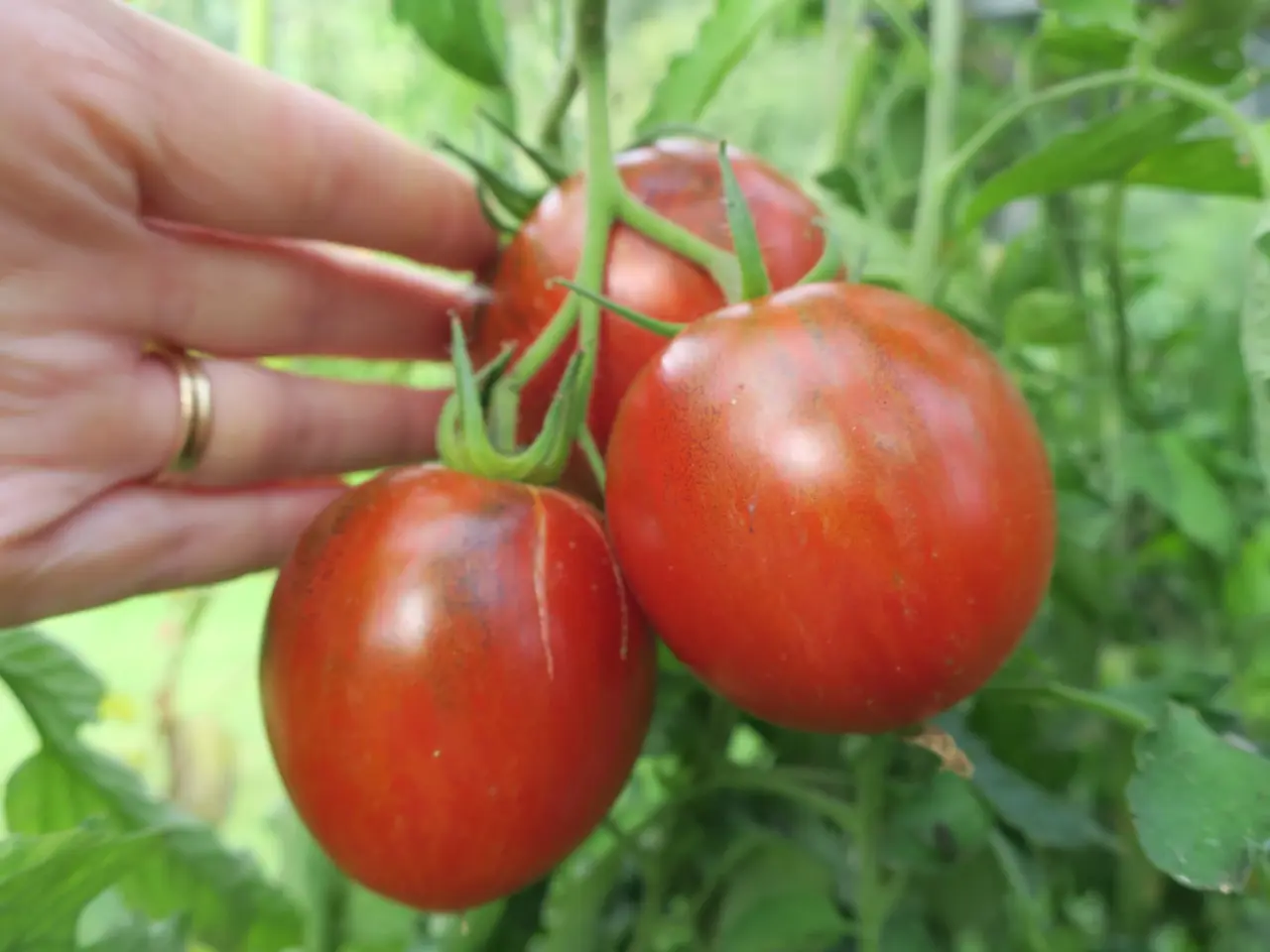 Billede 6 - Tomatfrø