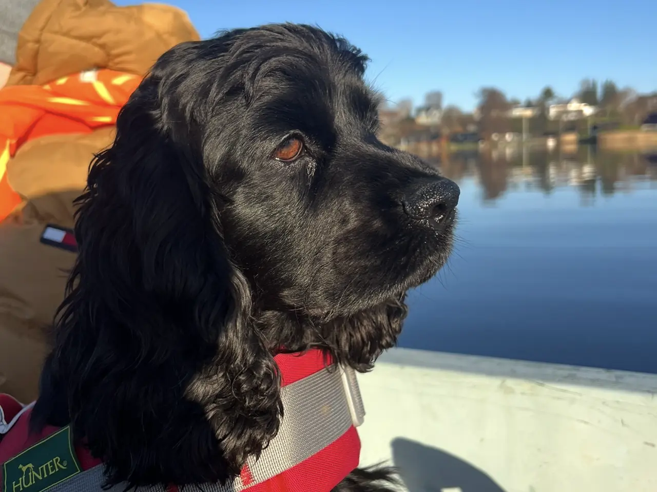 Billede 10 - Cockerspaniel/ cavalier hvalpe 
