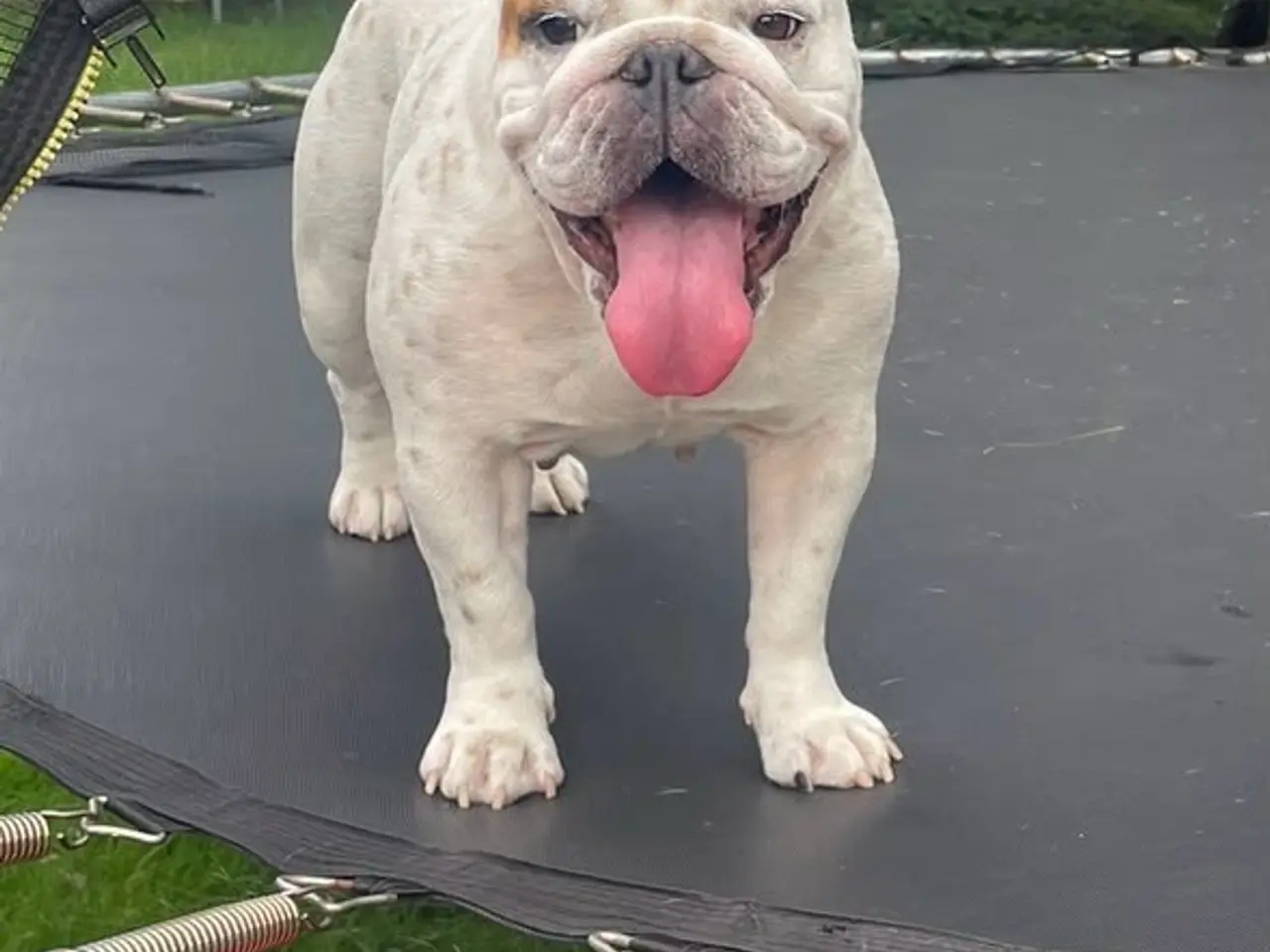 Billede 5 - Smukke Engelsk Bulldog 