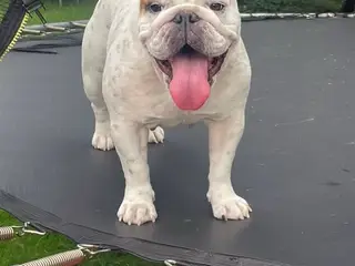 Smuk engelsk bulldog. Prisen kan forhandles - 5