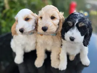 Cockerpoo 