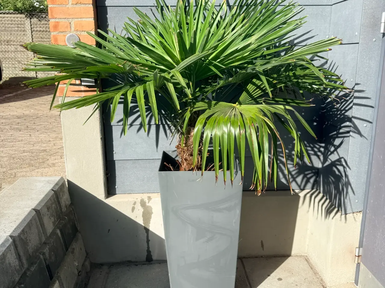 Billede 3 - 🌴 Flot Trachycarpus-palme til salg 🌴