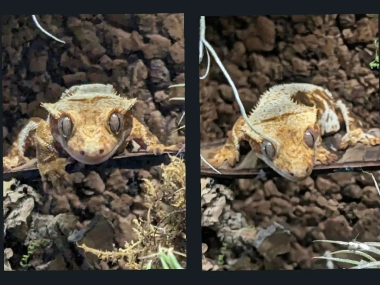 Billede 15 - Kronegekko par. 🦎🦎