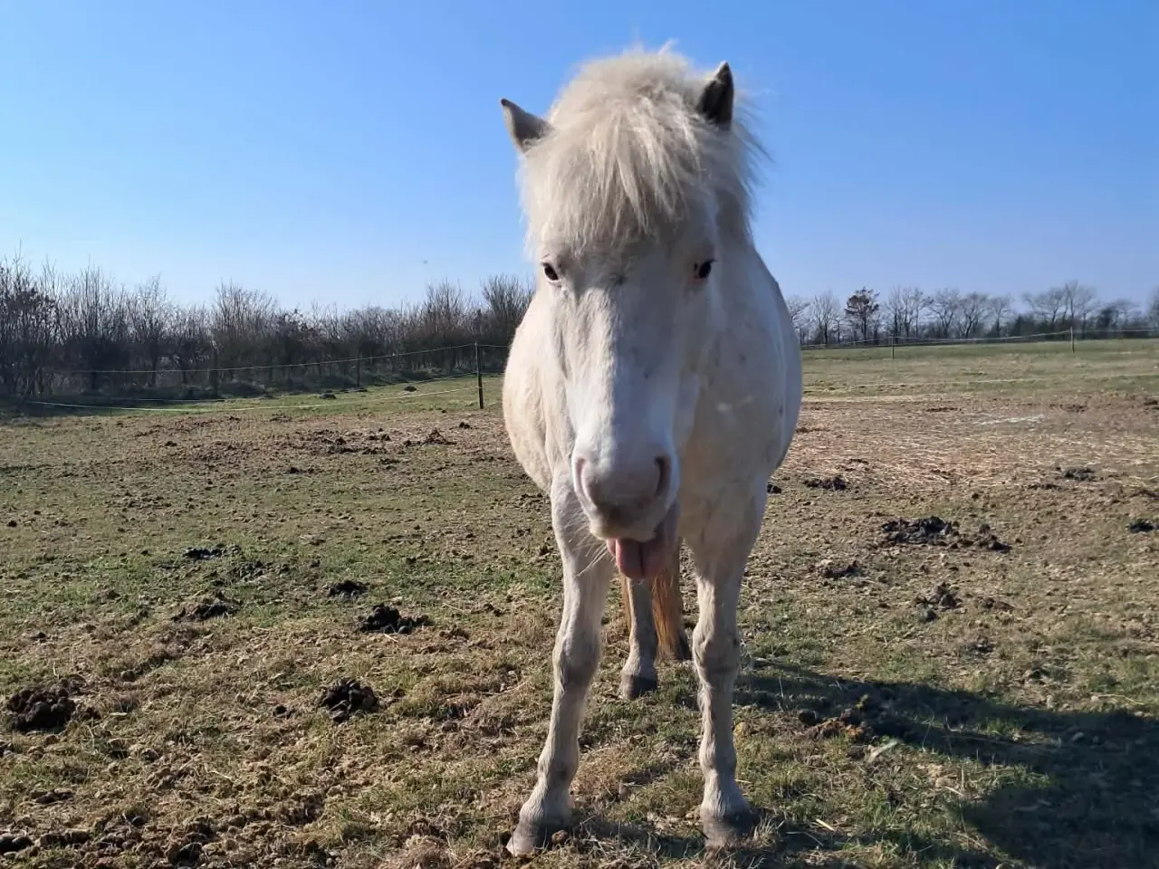 Billede 15 - Knabstrupperpony til ridning eller avl