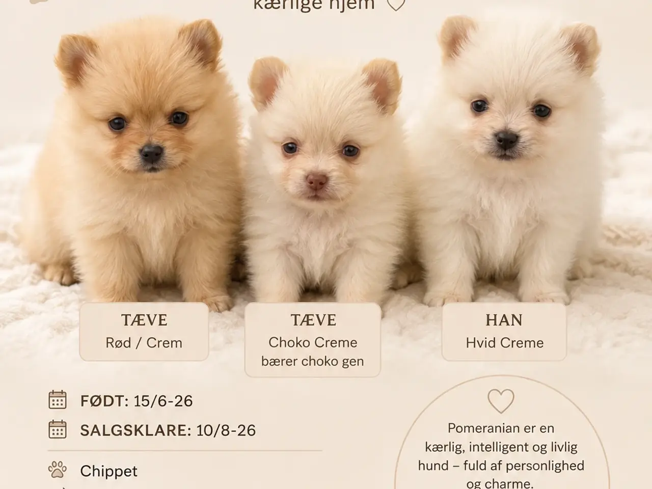 Billede 1 - Pomeranian