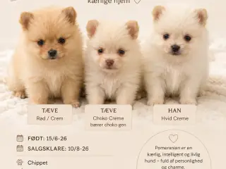 Pomeranian