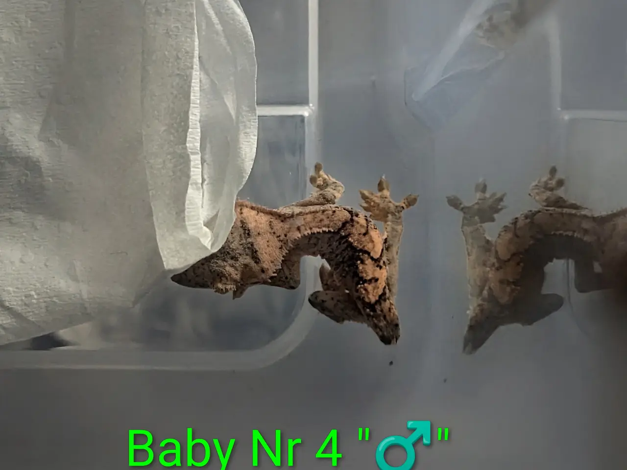 Billede 20 - 3 Kronegekko babyer sælges
