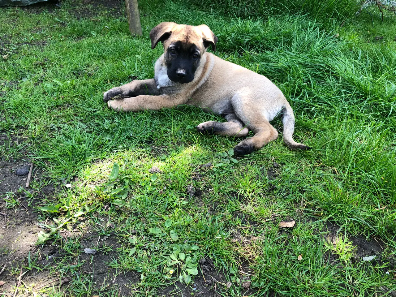 Billede 8 - Go hjem for din hund i ferien.