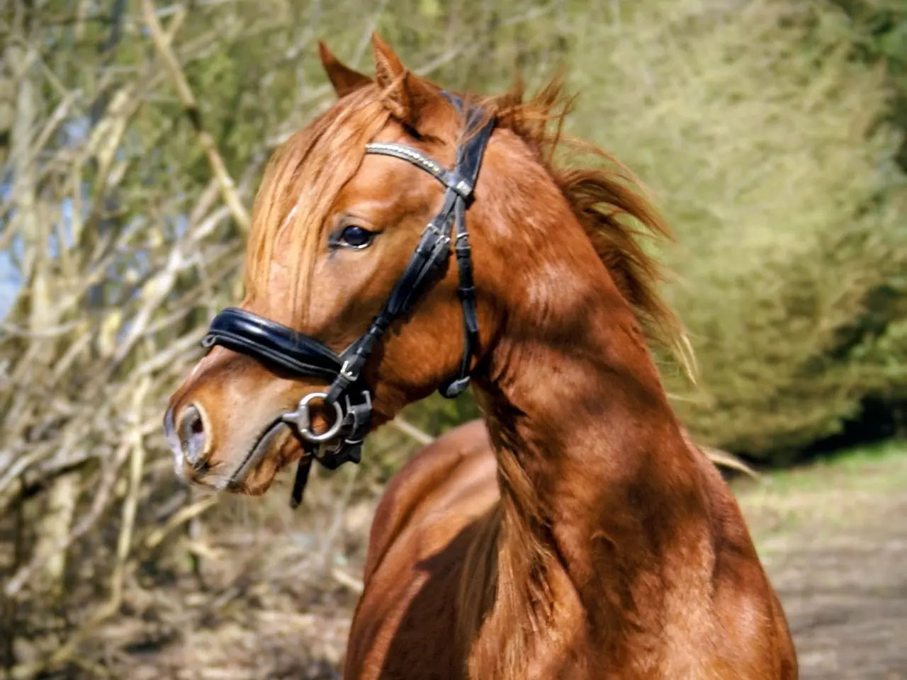 Billede 15 - Dansk Sports pony kat. 1
