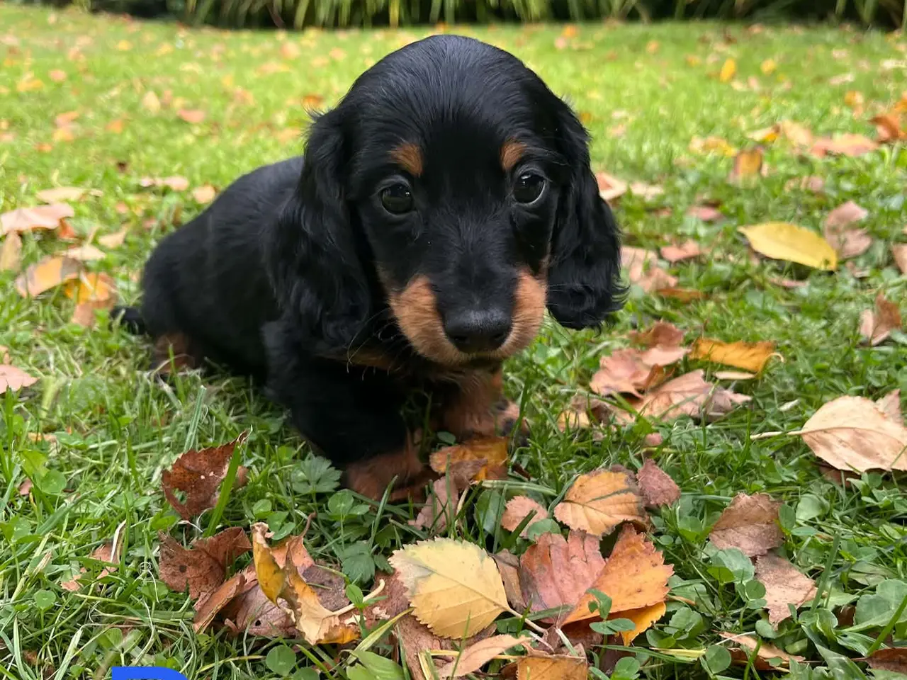 Billede 1 - Langhåret Dværg Gravhunde Black and Tan.