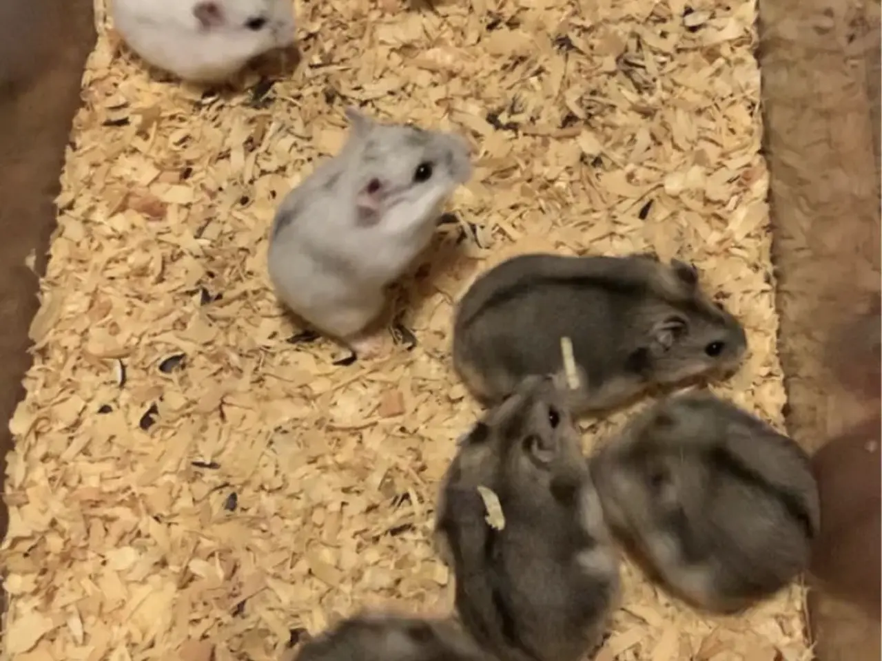 Billede 1 - Hamster