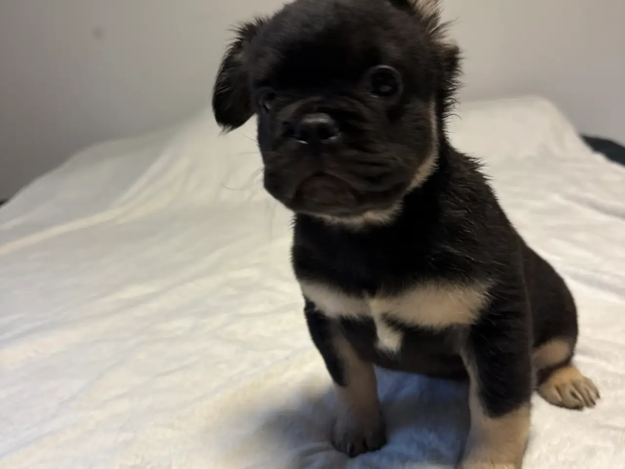 Billede 3 - Fluffy Fransk bulldog valpar leveranklara
