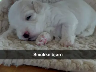 Hvalpe sælges når de er 8 uger 