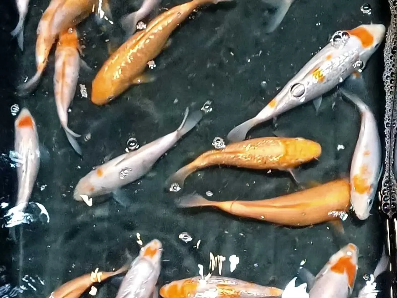 Billede 2 - Koi 16-20 cm