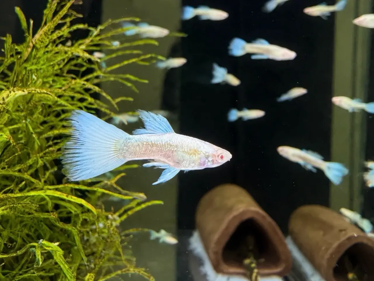 Billede 2 - Albino full platinum guppy