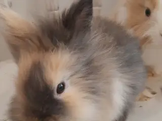 (1200kr for 2)8 Unge kaniner🐰🐇 forskellige racer