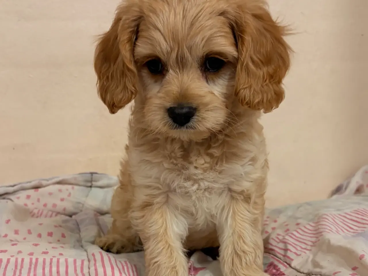 Billede 3 - De smukkeste F1 Cavapoo babyer